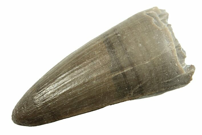 Jurassic Crocodile (Goniopholis?) Tooth - Colorado #269865